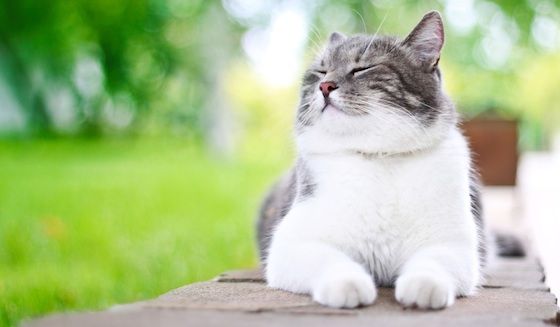 Katze Hustet Was Hilft