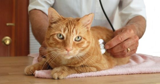 Katzenasthma Symptome