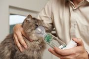 Katze inhaliert mit dem RC-Animal-Chamber